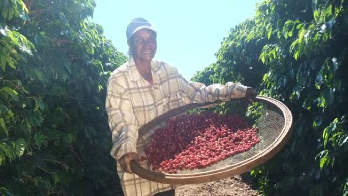 来自巴西的微笑女人在咖啡种植园采摘红咖啡籽。