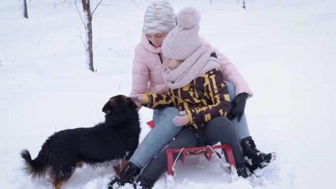 冬天狗和家人一起玩。