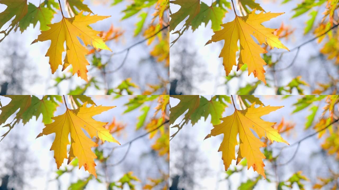 秋叶多彩自然叶季落黄橙