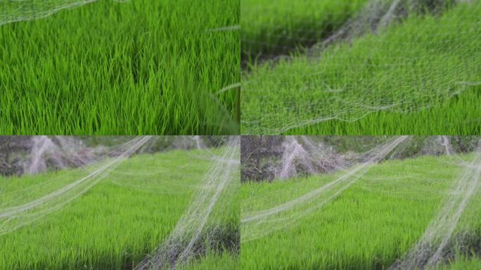 背景视图年轻多汁的水稻绿芽覆盖网种植水稻美丽的健康田，新鲜的绿叶。印度尼西亚巴厘岛