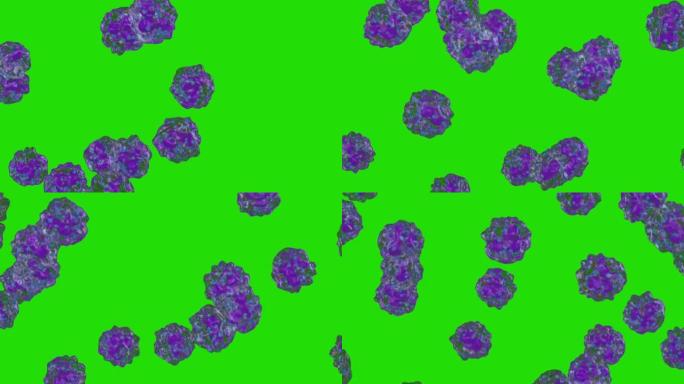 白细胞流动，嗜碱性粒细胞，绿屏Chromakey
