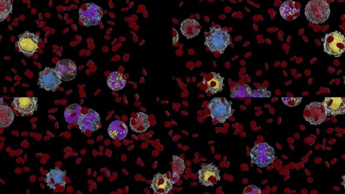 白细胞和红细胞，嗜碱性粒细胞，嗜酸性粒细胞，淋巴细胞，单核细胞，中性粒细胞，对黑