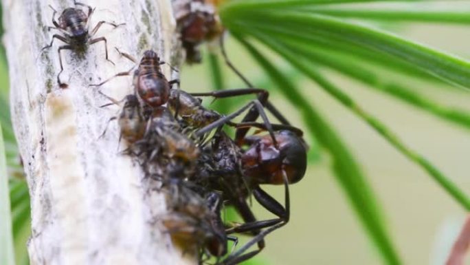蚂蚁 (Formica rufa) 和蚜虫特写