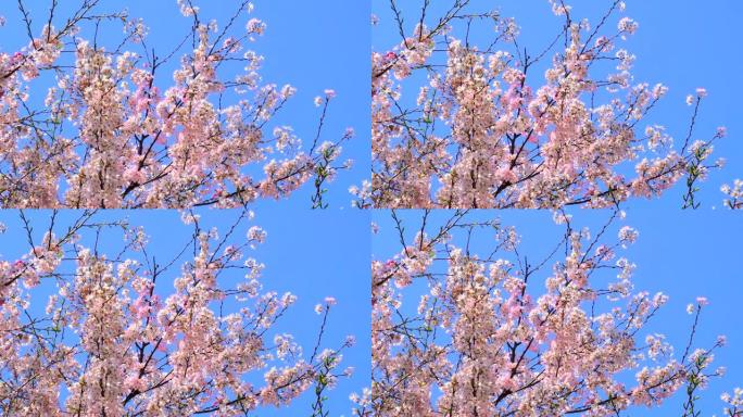 湛蓝的天空下樱花鲜花盛开大地回春樱花盛开
