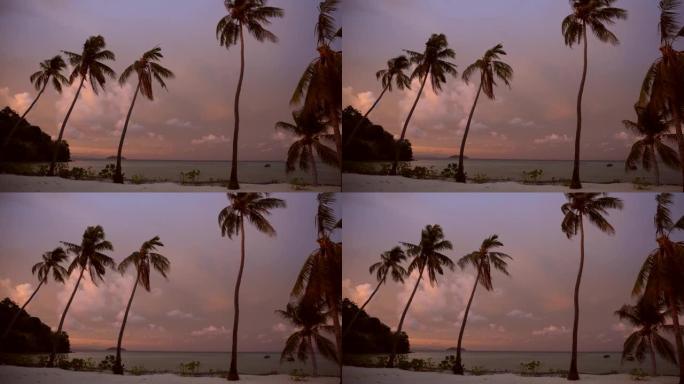 岛屿海岸的椰子树粉色柔和多风的多云天空