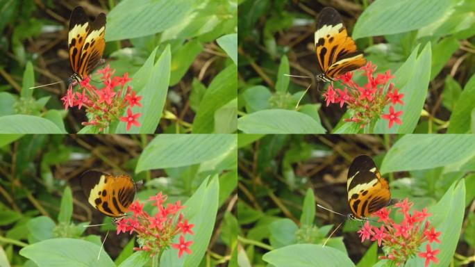 老虎长翼蝴蝶Heliconius hecale的特写