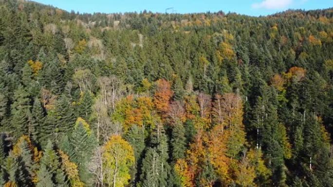 鸟瞰图的秋天树叶森林在秋天的季节常绿