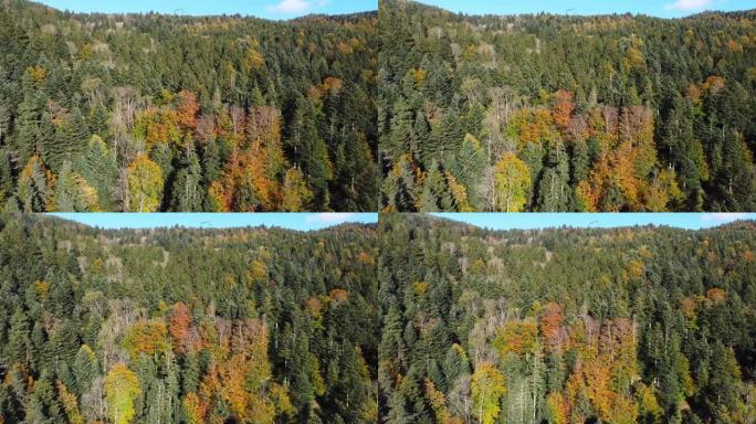 鸟瞰图的秋天树叶森林在秋天的季节常绿