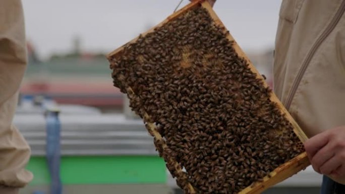 寻找蜂后养蜂人蜜蜂养殖