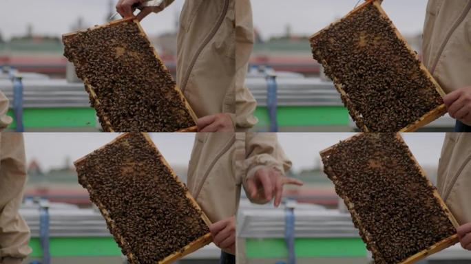 寻找蜂后养蜂人蜜蜂养殖