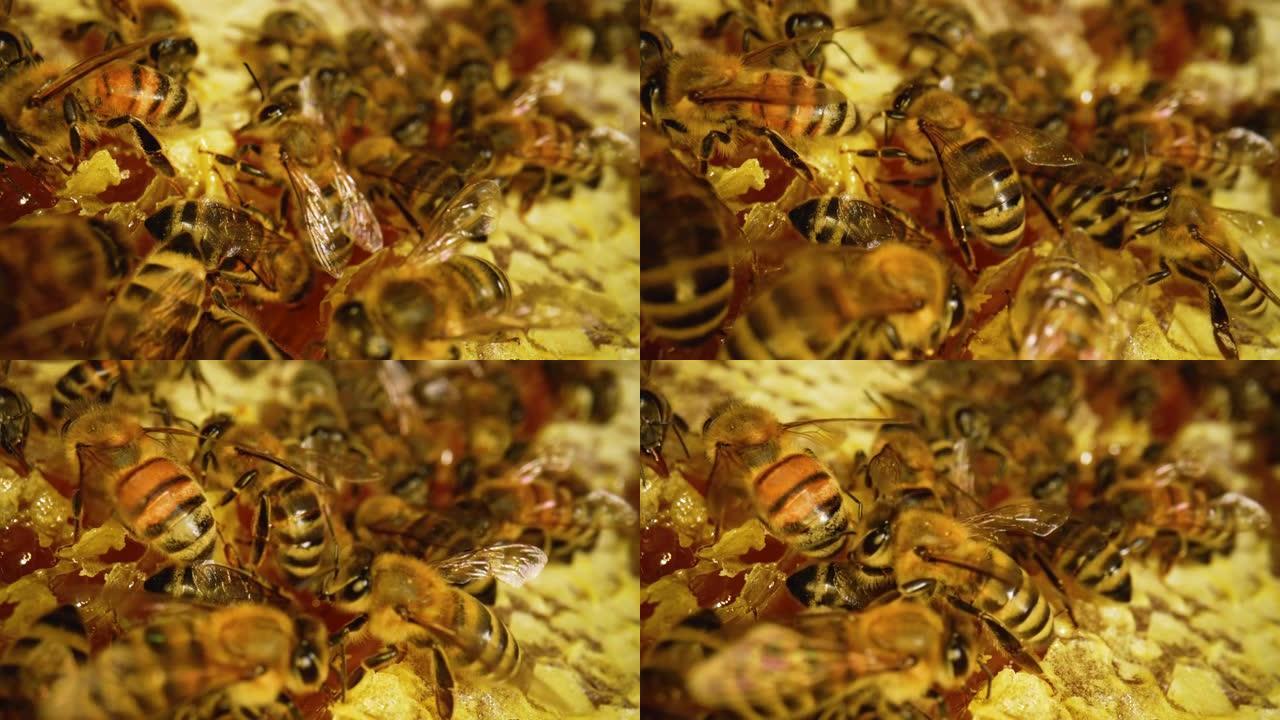 蜂箱里的蜜蜂。蜂窝特写。蜂巢宏观中的蜂群。蜜蜂家族在蜂窝上工作。梳子里的蜂蜜特写。有机养蜂或养蜂。慢