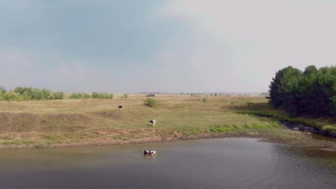 无人机飞过奶牛来喝的那条河。一头母牛逃离了炎热和and，进入水中冷却并在水中休息