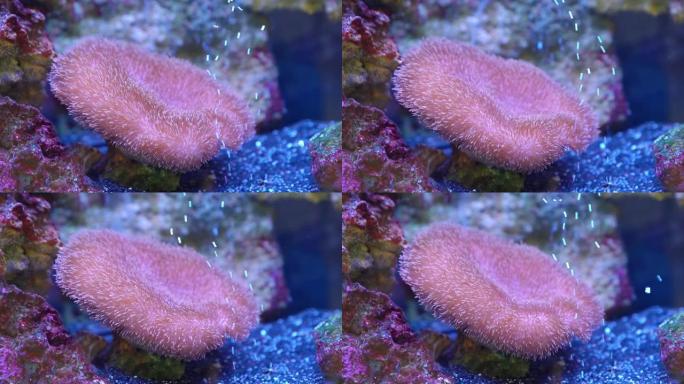 Sarcophyton是alcyonidae科珊瑚的一个属