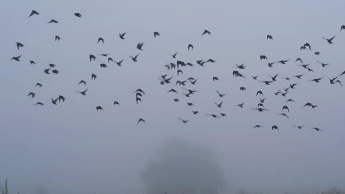 在大雾天气中飞来飞去的鸟类