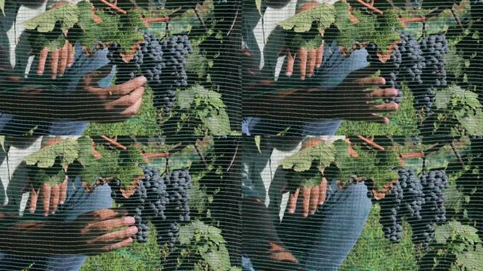 农民检查红葡萄的成熟度和防护网的放置
