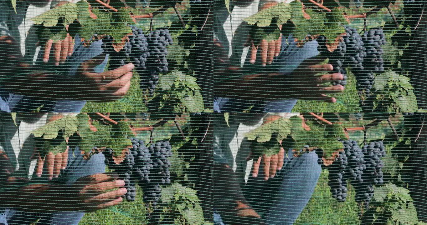 农民检查红葡萄的成熟度和防护网的放置