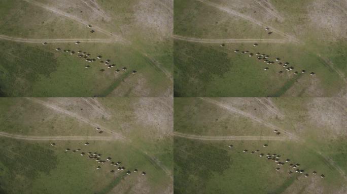 空中无人机在泰国华富里的草地上射击牛和水牛