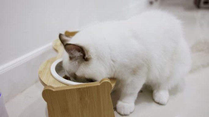 饥饿的白色布娃娃猫喜欢在家吃白碗食物。