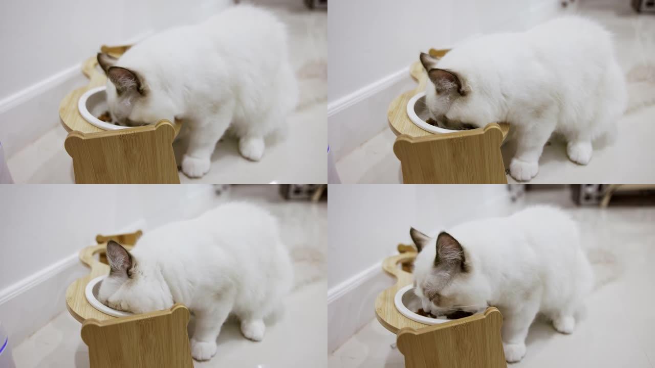饥饿的白色布娃娃猫喜欢在家吃白碗食物。