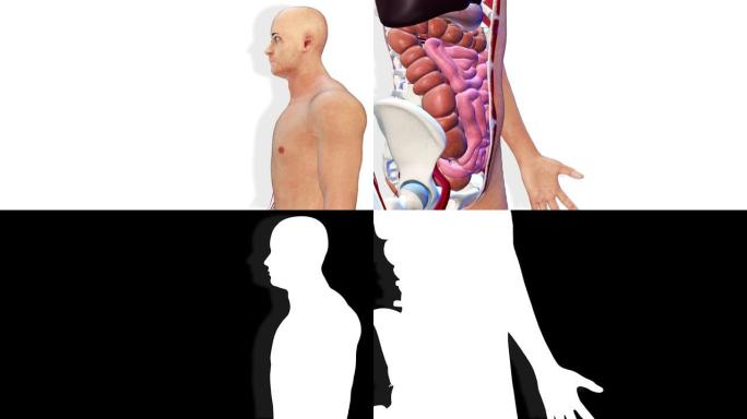 肠道，内脏3D渲染，人体解剖