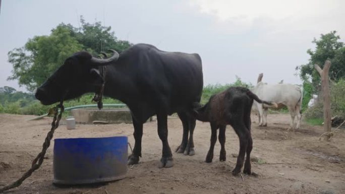 南亚农村背景下，一只乳牛正在从母水牛的乳房中喝牛奶