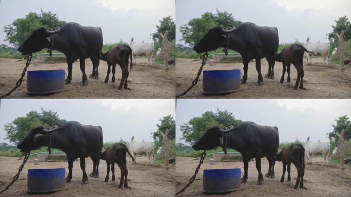 南亚农村背景下，一只乳牛正在从母水牛的乳房中喝牛奶
