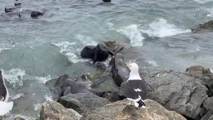 海狮在海上作战，海鸥在岩石上作战