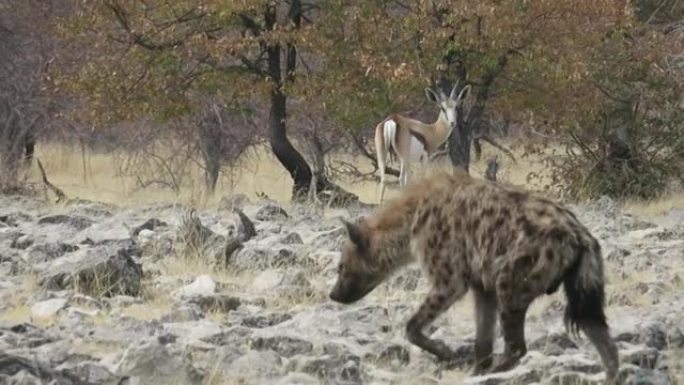 斑鬣狗在岩石上行走，羚羊在背景中紧张地看着他