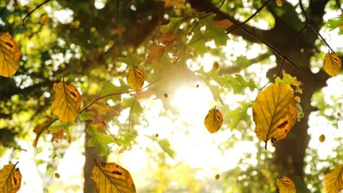 多片秋叶的数字组成落在阳光下照耀树木