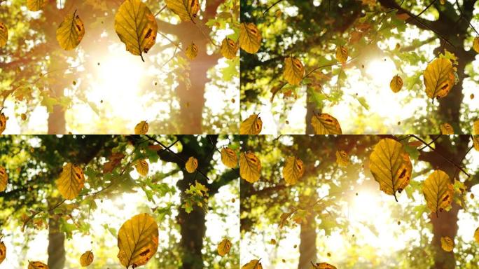 多片秋叶的数字组成落在阳光下照耀树木