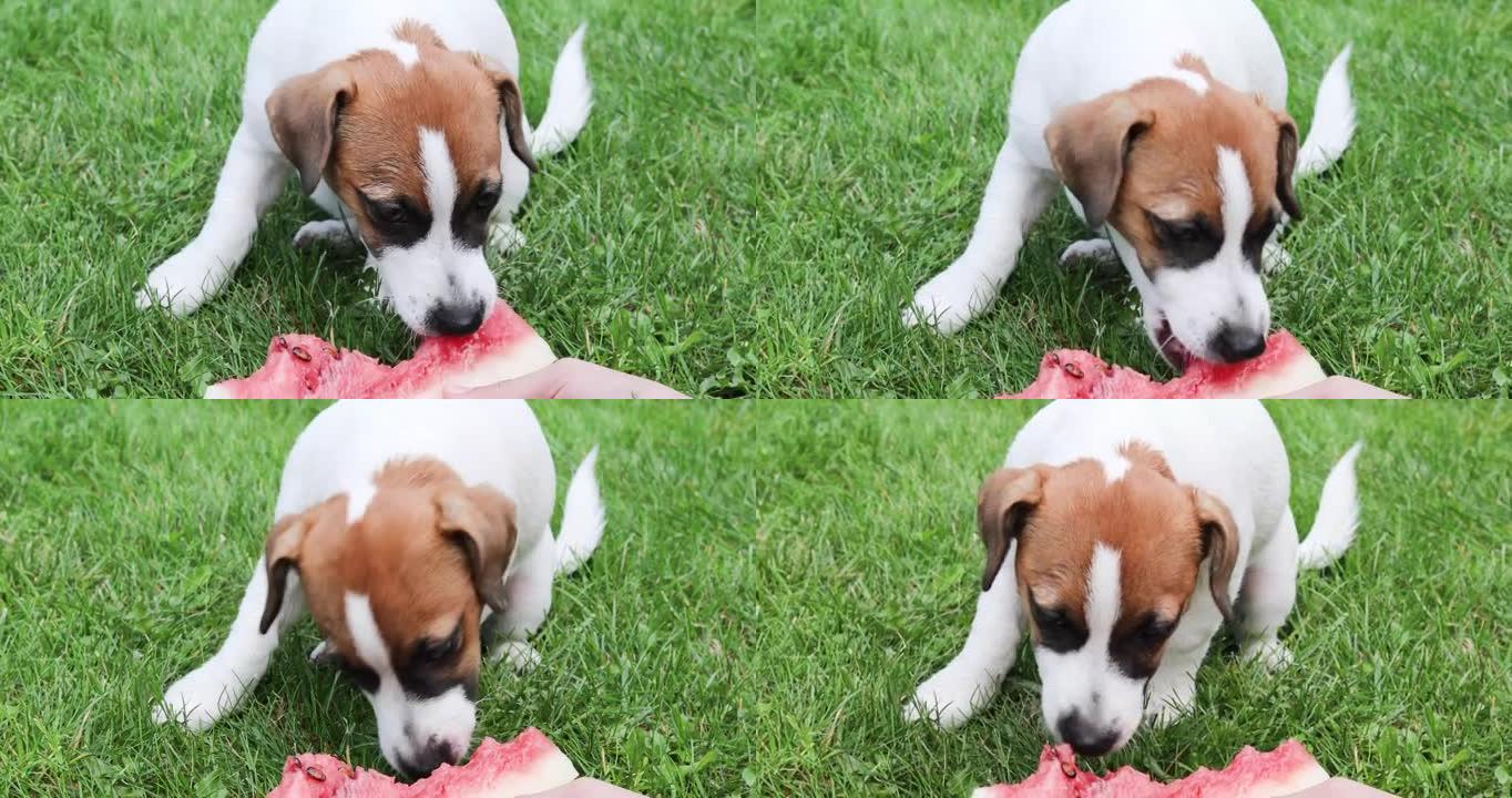 可爱的小狗杰克罗素梗在大自然中吃了一片西瓜