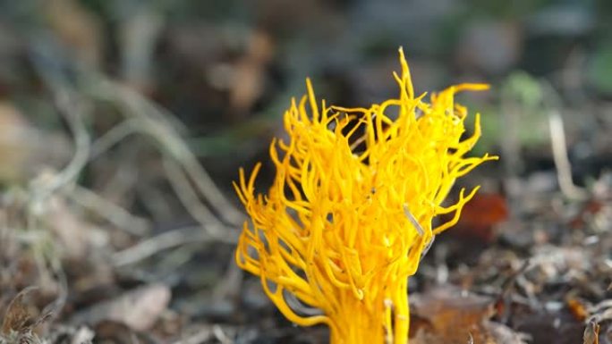 爱沙尼亚地面上的黄色冬虫夏草真菌