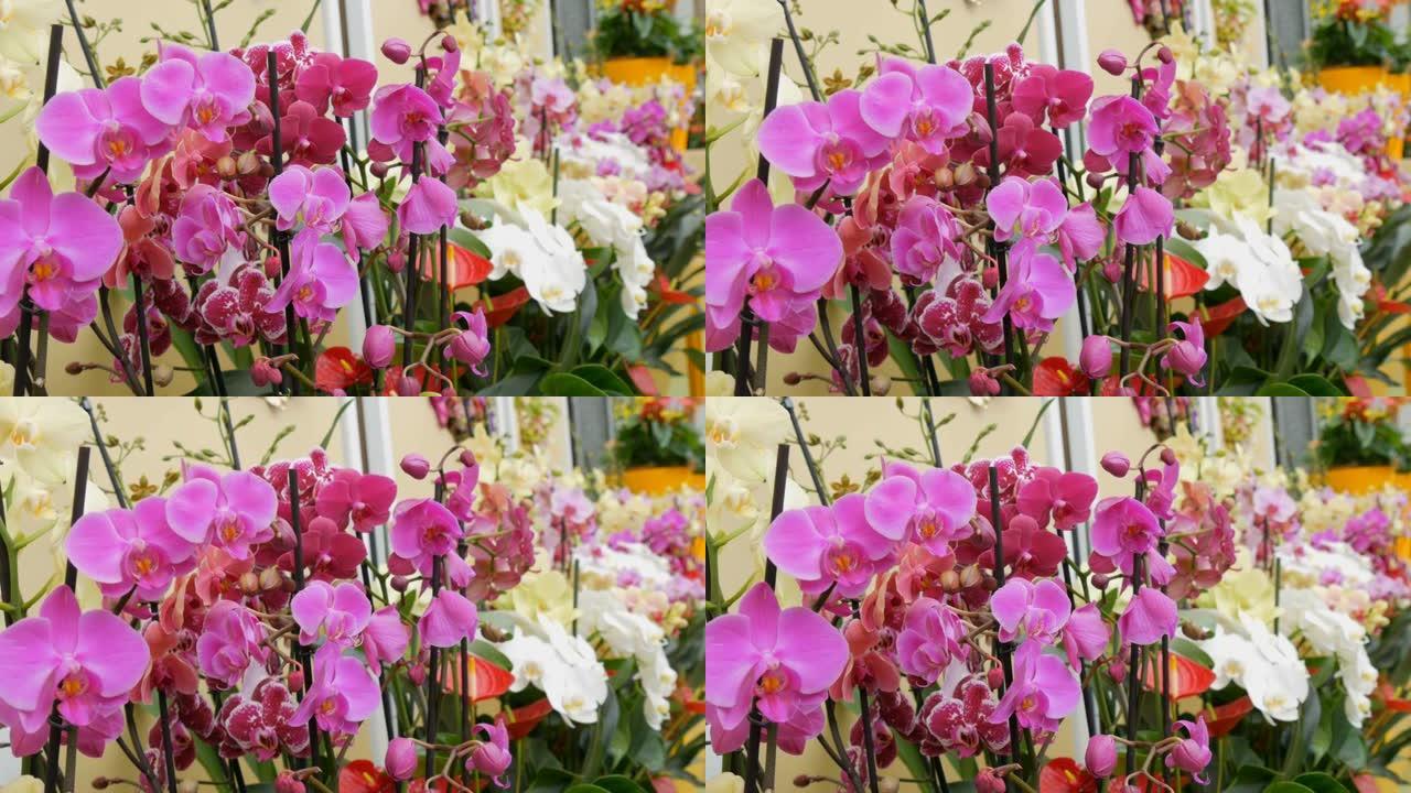 温室展览中五颜六色的兰花