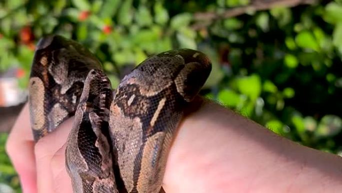 蟒蛇 (boa constrictor)，也称为红尾蟒蛇或普通蟒蛇，是一种大型，无毒，身体沉重的蛇