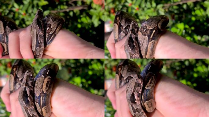 蟒蛇 (boa constrictor)，也称为红尾蟒蛇或普通蟒蛇，是一种大型，无毒，身体沉重的蛇