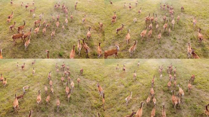 史诗般的空中穿越大型野生ro在草地黄金时段在野生自然中奔跑，动物繁殖生态探索动力概念4K