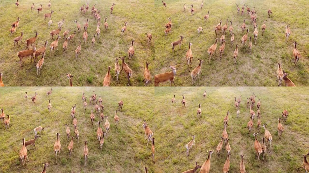 史诗般的空中穿越大型野生ro在草地黄金时段在野生自然中奔跑，动物繁殖生态探索动力概念4K