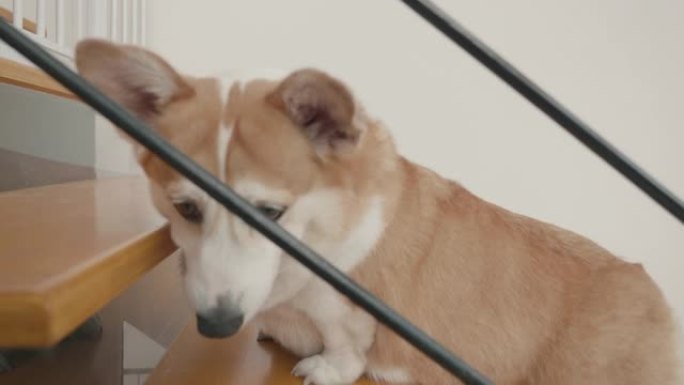 婴儿威尔士柯基犬在梯子上方看