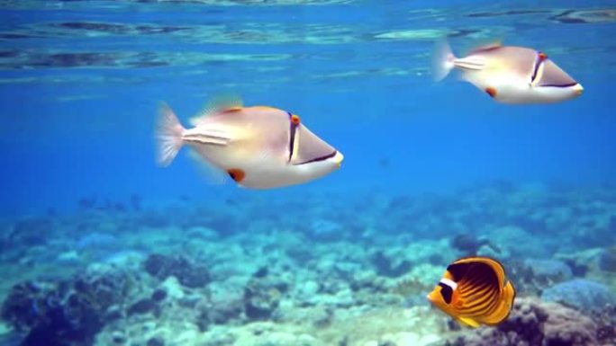 毕加索金鱼鱼 (Rhinecanthus aculeatus)，珊瑚鱼在珊瑚的reef.4k视频剪辑