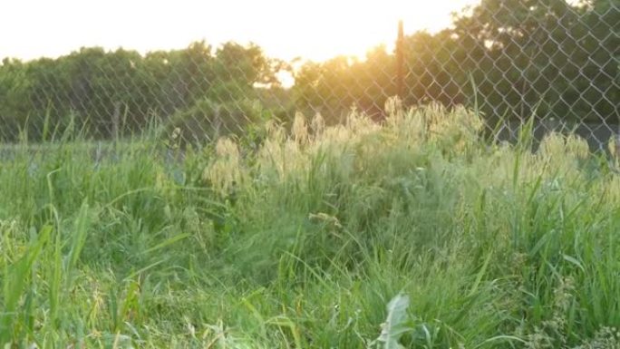 坚强的农民在夕阳的背景下用手镰刀割草。干草收获