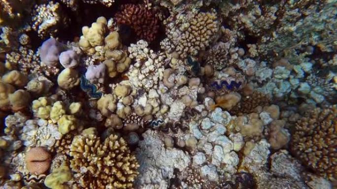 热带珊瑚礁上方游泳的俯视图