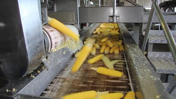 食品加工厂传送带上的玉米