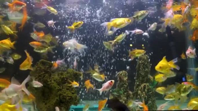 一个小水族馆里有很多金鱼鱼
