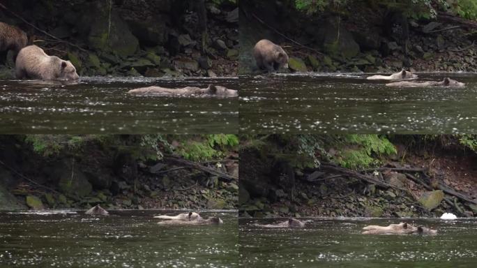 灰熊游泳