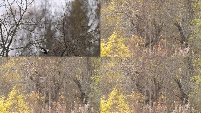 白俄罗斯秋天的欧亚喜鹊或普通喜鹊 (Pica pica)