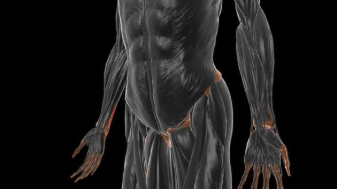 尺骨腕伸肌解剖医学概念3D