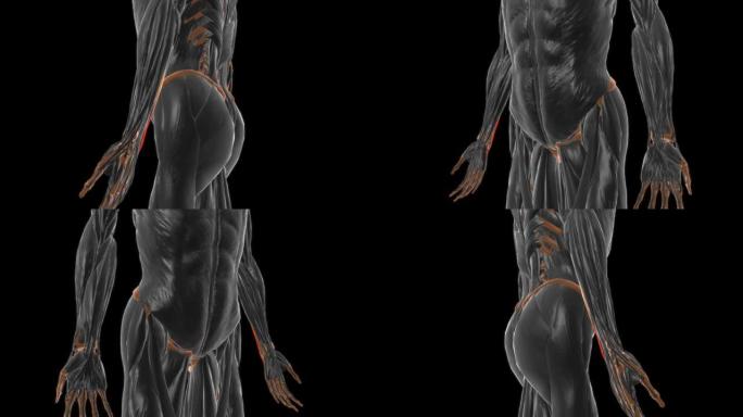 尺骨腕伸肌解剖医学概念3D