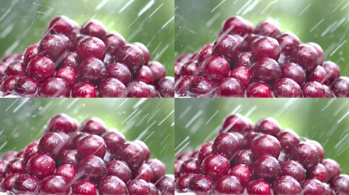 新鲜成熟的湿浆果甜樱桃特写户外花园。水滴落在绿色自然背景上的有机红色樱桃。在大自然的外面收获有机甜浆