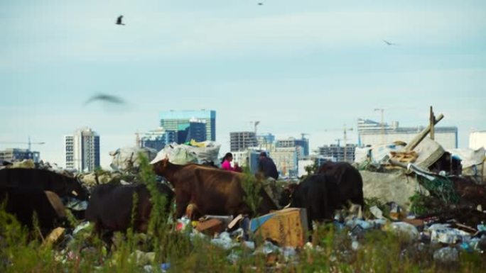 垃圾场。摩天大楼，奶牛走路吃草。