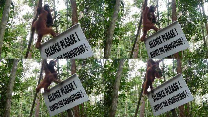 婆罗洲丛林中的猩猩